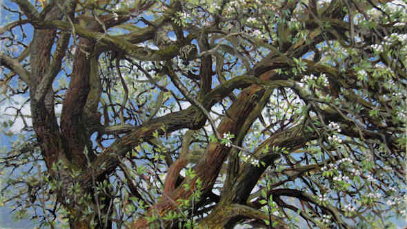 Birnbaum, knospend